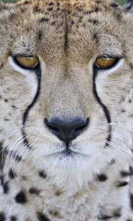 Framed Close-up of a cheetah (Acinonyx jubatus), Tanzania Print