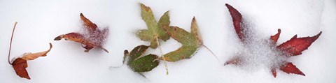 Framed Leaves in the snow Print