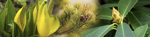 Framed Close-up of buds of pine tree Print