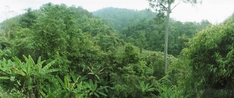 Framed Vegetation in a forest, Chiang Mai Province, Thailand Print