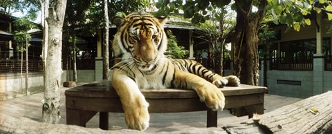 Framed Tiger (Panthera tigris) in a tiger reserve, Tiger Kingdom, Chiang Mai, Thailand Print