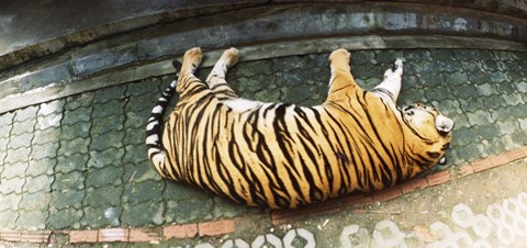 Framed Tiger (Panthera tigris) sleeping in a tiger reserve, Tiger Kingdom, Chiang Mai, Thailand Print