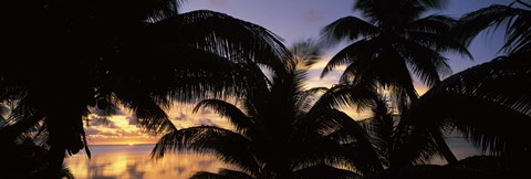 Framed Silhouette of palm trees at sunset, Aitutaki, Cook Islands Print