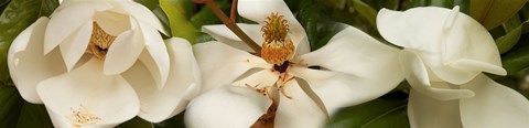 Framed Close-up of white magnolia flowers Print