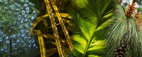 Framed Leaves with rain drops Print