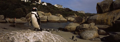 Framed Colony of Jackass penguins on the beach, Boulder Beach, Cape Town, Western Cape Province, Republic of South Africa Print