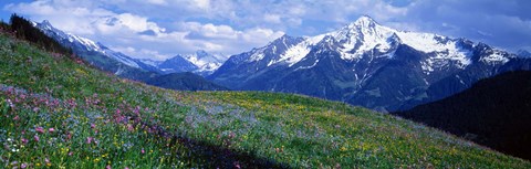 Framed Wildflowers Along Mountainside, Zillertaler, Austria Print