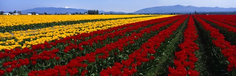 Framed Tulip Field, Mount Vernon, Washington State, USA Print