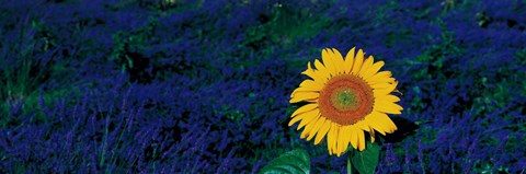 Framed France, Provence, Suze-La-Rouse, sunflower in lavender field Print
