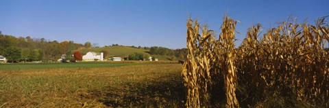Framed Corn in a field after harvest, along SR19, Ohio, USA Print