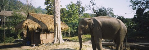 Framed Elephant standing outside a hut in a village, Chiang Mai, Thailand Print