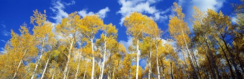 Framed USA, Colorado, Uncompahgre Nationa Forest Print