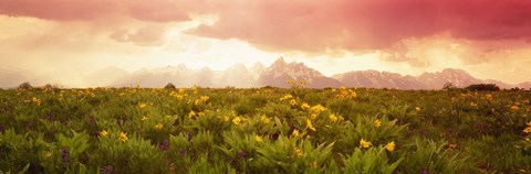 Framed Wild flowers, Grand Teton Park, Wyoming Print