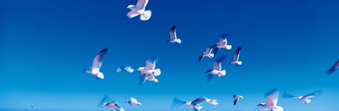 Framed Birds in flight Flagler Beach FL USA Print