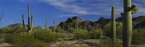Framed Cactus plant on a landscape, Sonoran Desert, Organ Pipe Cactus National Monument, Arizona, USA Print