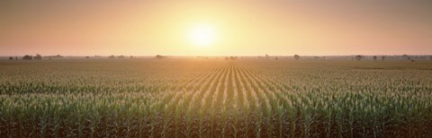 Framed View Of The Corn Field During Sunrise, Sacramento County, California, USA Print