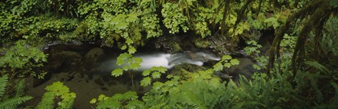Framed High angle view of a lake in the forest, Willaby Creek, Olympic National Forest, Washington State, USA Print