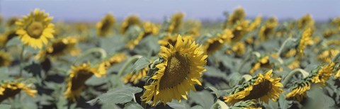 Framed USA, California, Central Valley, Field of sunflowers Print