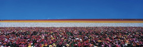 Framed Ranunculus Flowers, Carlsbad CA Print