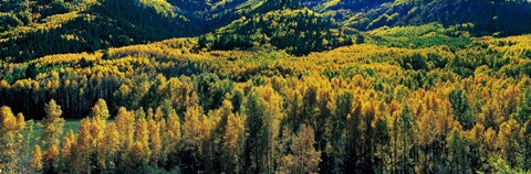 Framed Autumn Aspens, Colorado, USA Print