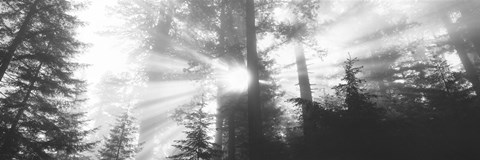 Framed Road, Redwoods Park, California, USA Print