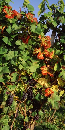 Framed Germany, Lake Konstanz, Fresh grapes in the vineyard Print