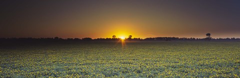 Framed Field of Safflower at dusk, Sacramento, California, USA Print