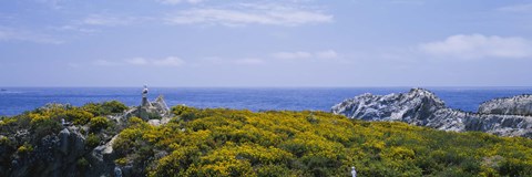 Framed Sea gulls perching on rocks, Point Lobos State Reserve, Bird Island, California, USA Print