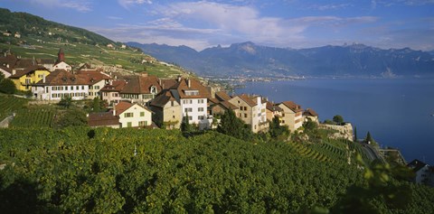 Framed Village Rivaz between Vineyards &amp; Mts. Lake Geneva Switzerland Print