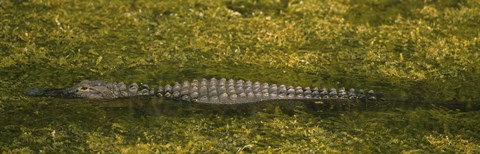 Framed Alligator flowing in a canal, Big Cypress Swamp National Preserve, Tamiami, Ochopee, Florida, USA Print