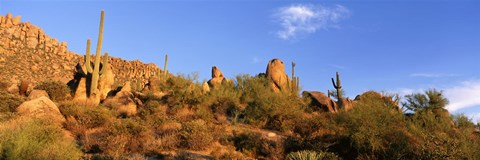 Framed Saguaro Cactus, Sonoran Desert, Arizona, United States Print
