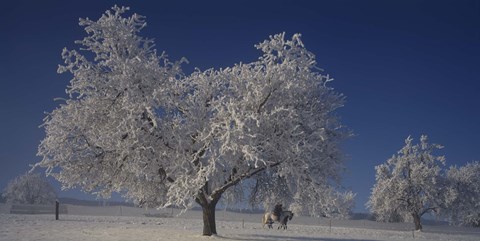 Framed Two people horseback riding through cherry trees on a snow covered landscape, Aargau, Switzerland Print