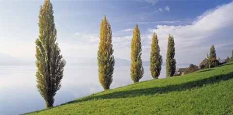 Framed Switzerland, Lake Zug, Row of Populus Trees near a lake Print