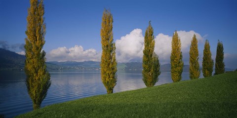Framed Row of poplar trees along a lake, Lake Zug, Switzerland Print