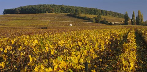 Framed Vineyard on a landscape, Bourgogne, France Print