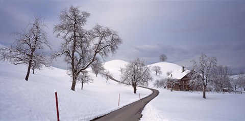 Framed Switzerland, Canton of Zug, Linden trees on a snow covered landscape Print