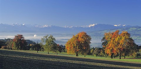 Framed Switzerland, Reusstal, Panoramic view of Pear trees in the Swiss Midlands Print