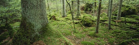 Framed Close-up of moss on a tree trunk in the forest, Siggeboda, Smaland, Sweden Print