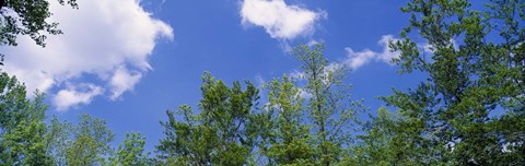 Framed Low angle view of trees Print