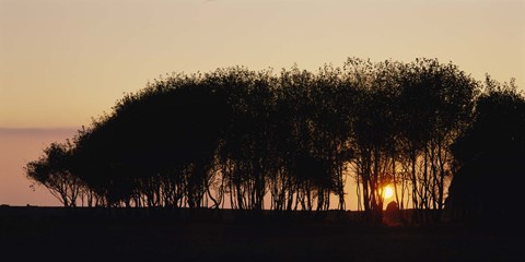Framed Silhouette of trees, California, USA Print