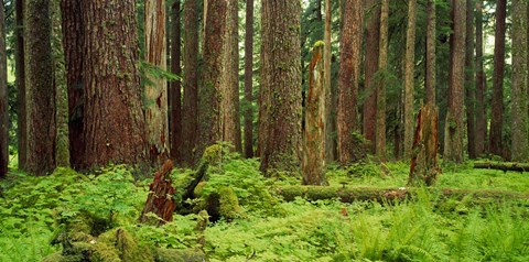 Framed Forest floor Olympic National Park WA USA Print