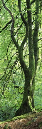 Framed Moss Growing on a Beech Tree, Perthshire, Scotland Print