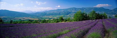Framed Lavender Fields, La Drome Provence, France Print