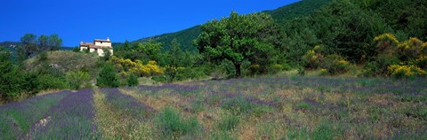 Framed Lavender Field La Drome Provence France Print