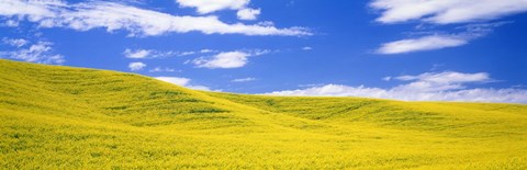 Framed Canola Fields, Washington State, USA Print