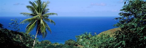 Framed Palm trees on the coast, Tobago, Trinidad And Tobago Print
