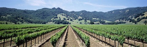 Framed Rows of vine in a vineyard, Hopland, California Print