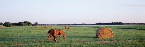 Framed Horses And Hay, Marion County, Illinois, USA Print