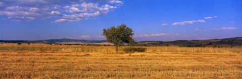 Framed Wheat Field Central Anatolia Turkey Print