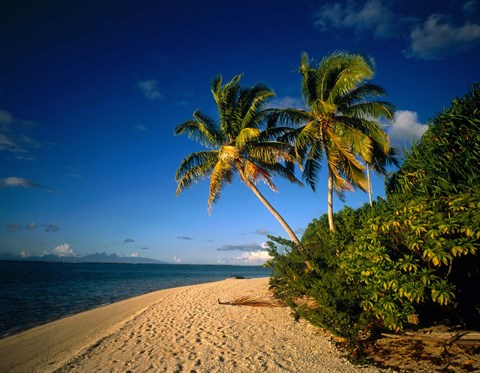 Framed Palm trees and beach, Tahiti French Polynesia Print
